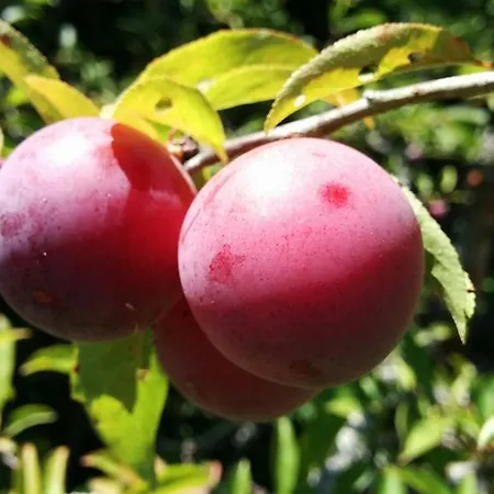 Vale Da Palha Semesterbostad *